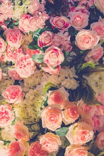 Blossomed flowers