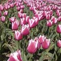 belmont nurseries