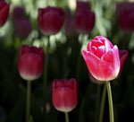 flower festival
